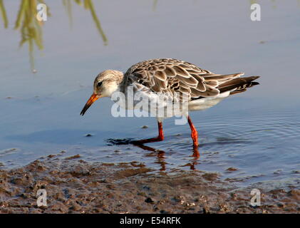 Männliche Manschette für Erwachsene (Calidris pugnax) Stockfoto