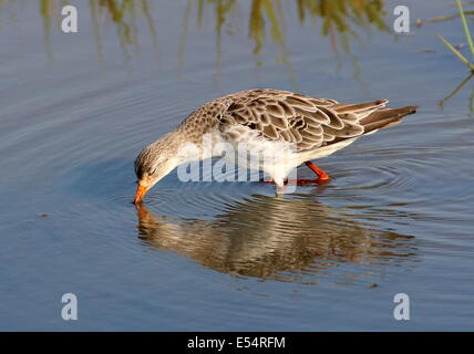 Männliche Manschette für Erwachsene (Calidris pugnax) Stockfoto