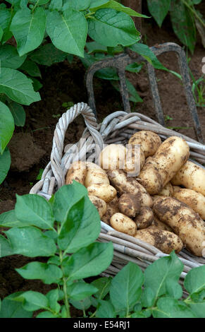 frisch gegraben Kartoffeln im Weidenkorb Stockfoto