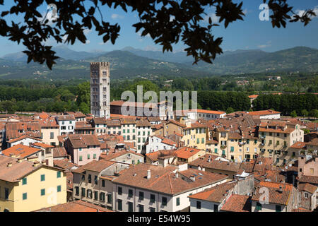 Blick über Stadt, San Frediano aus Spitze Steineiche gekrönt Torre Guinigi, Lucca, Toskana, Italien, Europa Stockfoto