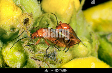 Gemeinsame rote Weichkäfer auf einer Blume Stockfoto