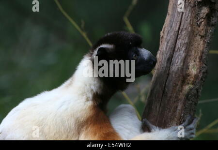 Madagaskar gekrönt Sifaka (Propithecus Coronatus) Stockfoto