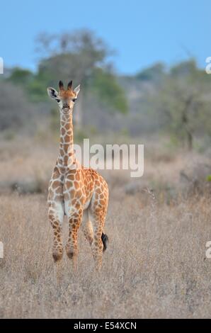 Junge Giraffe (Giraffa Plancius), stehend in Trockenrasen, bei Sonnenuntergang, Krüger Nationalpark, Südafrika, Afrika Stockfoto