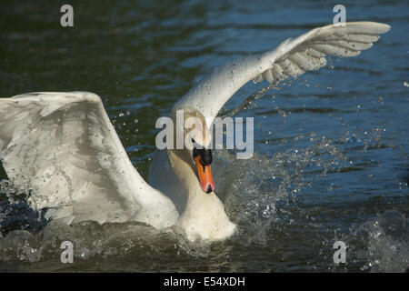 Höckerschwan Cob jagen aus seiner Patch entfernt die Gänse (aus Schuss). Stockfoto