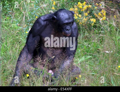 reifen-sie-m-nnlichen-bonobo-oder-ehemals-pygmy-schimpanse-pan