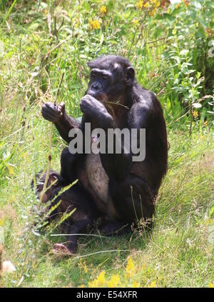 Mutter und Kind Bonobo oder (ehemals) Pygmy Schimpanse (Pan Paniscus) in einer natürlichen Umgebung Stockfoto