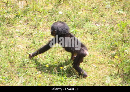 Nahaufnahme von einem Baby jungen Bonobo oder (ehemals) Pygmy Schimpanse (Pan Paniscus) zu Fuß in einer natürlichen Umgebung Stockfoto