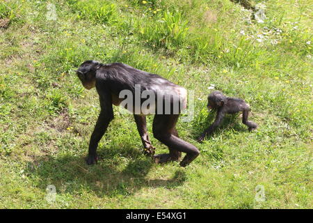 Nahaufnahme von Mutter und Kind junger afrikanischer Bonobo-Schimpansen (Pan Paniscus) zu Fuß in einer natürlichen Umgebung Stockfoto