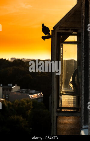 Taube schwarze Silhouette auf Dach. Stockfoto