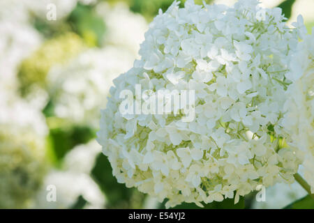 Hydrangea Arborescens Annabelle Stockfoto