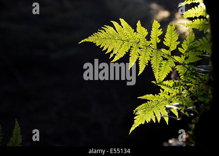 Adlerfarn Farn in einem englischen Waldgebiet vor einem dunklen Hintergrund Stockfoto