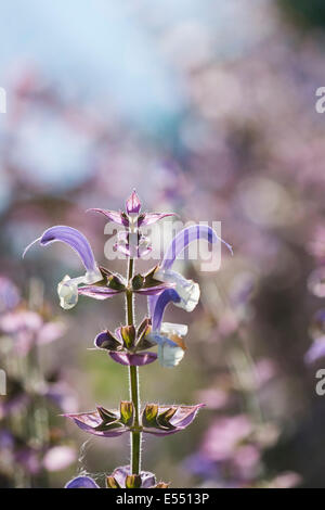 Salvia Sclarea "Clary". Muskatellersalbei Stockfoto