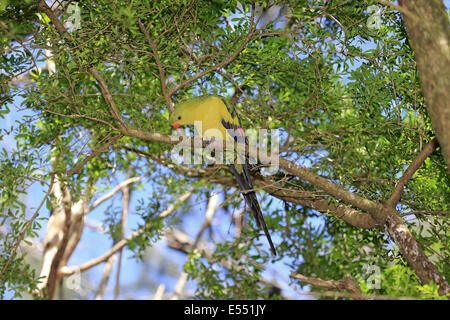 Bergsittich (Polytelis Anthopeplus) Männchen, thront auf Zweig, South Australia, Australien, November Stockfoto