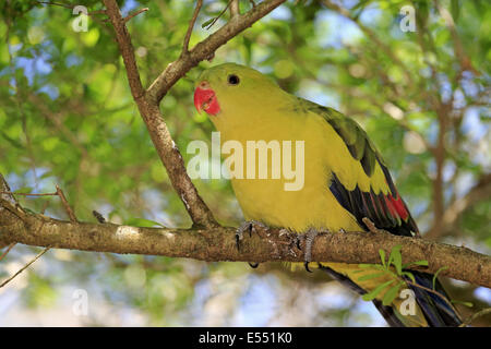 Bergsittich (Polytelis Anthopeplus) Männchen, Fütterung, thront auf Zweig, South Australia, Australien, November Stockfoto