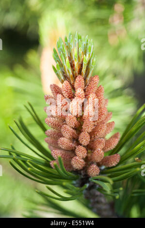 Mugo Pine auf unscharfen Hintergrund Stockfoto