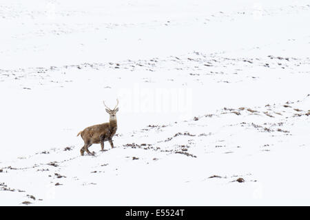 Rothirsch (Cervus Elaphus) Hirsch, stehend auf Schnee bedeckt Berghang bei Schneefall, Glen Clunie, Cairngorms Nationalpark, Aberdeenshire, Highlands, Schottland, März Stockfoto