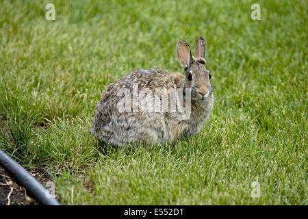 Die Nuttall Cottontail (Sylvilagus Nuttallii) Erwachsenen, sitzen auf der Wiese im Garten, North Dakota, USA, Juni Stockfoto