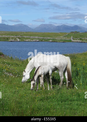 Pferd und Fohlen im Süden Irlands. Foto Tony Gale Stockfoto