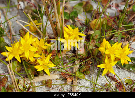 Beißende Fetthenne - Sedum Acre, wächst auf Shell Sanddünen auf North Uist Stockfoto