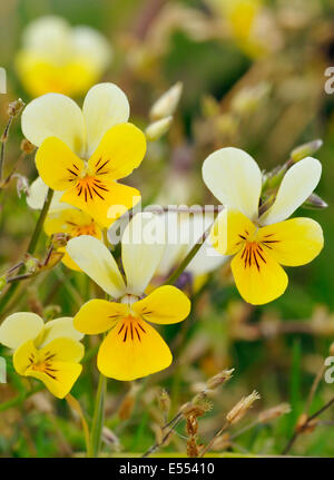 Düne Stiefmütterchen Viola Tricolor Curtisii gemeinsame Blume von der Machair Stockfoto