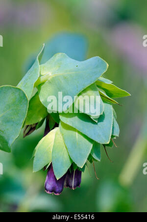 Honeywort Blume - Cerinthe großen Purpurascens lila Form Stockfoto