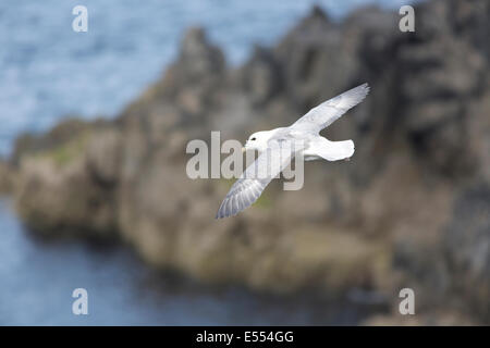 Fulmar im Flug Fulmarus Cyclopoida Arnol RSPB Natur Reserve Loch Na Muilne Isle of Lewis äußeren Hebriden Schottland Stockfoto