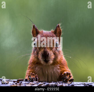 Porträt von einem Eichhörnchen Sciurus Vulgaris, Stockfoto