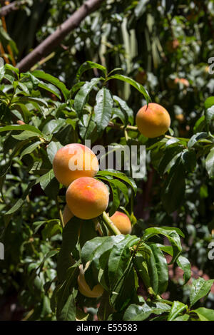 Pfirsich, Pfirsich, Pfirsichbaum, Pfirsich-Obstgarten, Obstgarten, Prunus Persica, Novato, Kalifornien, Marin County, USA, Nordamerika Stockfoto