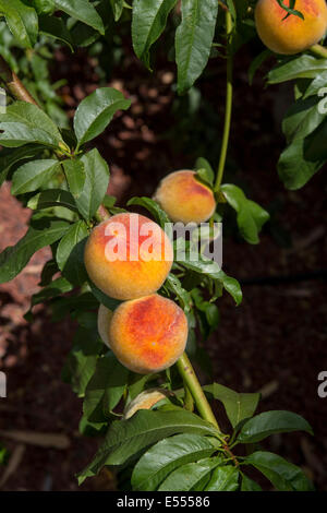 Pfirsich, Pfirsich, Pfirsichbaum, Pfirsich-Obstgarten, Obstgarten, Prunus Persica, Novato, Kalifornien, Marin County, USA, Nordamerika Stockfoto