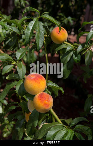 Pfirsich, Pfirsich, Pfirsichbaum, Pfirsich-Obstgarten, Obstgarten, Prunus Persica, Novato, Kalifornien, Marin County, USA, Nordamerika Stockfoto