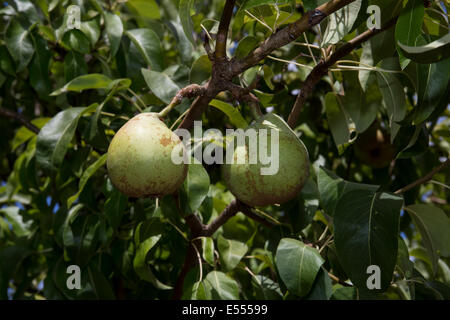 Semi-Zwerg d'Anjou Birnbaum, d'Anjou Birne, Birne, Birnen, Birnbaum, Birne Obstgarten, Pyrus Communis, Novato, Marin County, Kalifornien Stockfoto