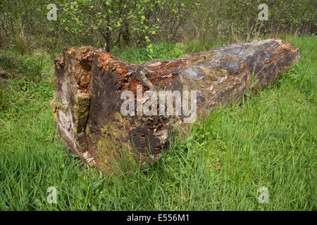 Glen Finglas Wald Boden verrotten Baumstamm auf ehemals königlichen Jagd Wald Trossachs Scotland UK Stockfoto