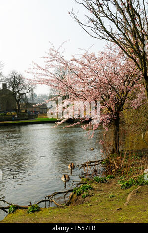 Blüte am Fluss Wye Stockfoto
