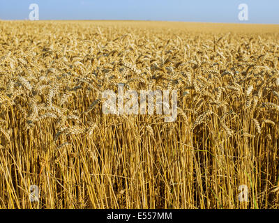 der Mais ist reif Stockfoto