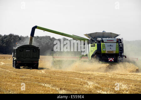 Ein Mähdrescher, Verarbeitung von Weizen und Korn auf einen wartenden Traktoranhänger übertragen. Stockfoto