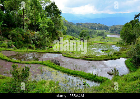 Reis Terrassen, Rantepao, Toraja-Hochland, Tana Toraja, Sulawesi, Indonesien Stockfoto