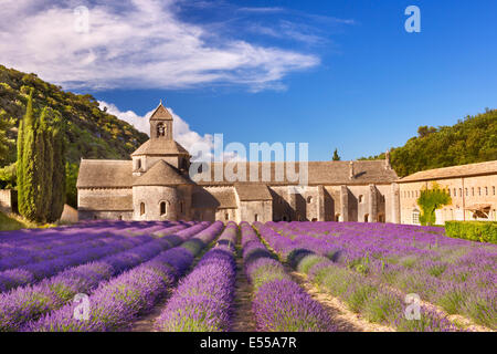 Die Abbaye de Senanque in der Provence, Frankreich mit blühenden Lavendel Stockfoto