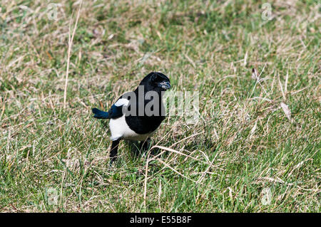 Eine einsame neugierige Elster Pica Pica auf dem Rasen Stockfoto