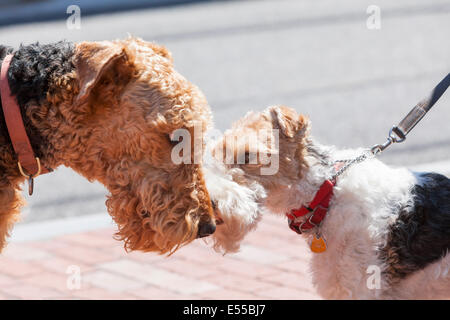 Zwei Hunde einander Auschecken. Stockfoto