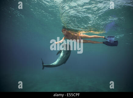 Delfin-Trainer interagiert der Große Tümmler (Tursiops Truncatus). Dolphin Reef Eilat, Israel, Rotes Meer Stockfoto