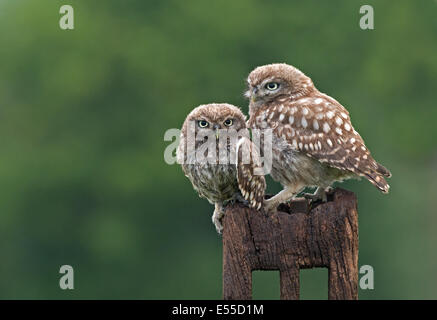 Paar kleine Ows (Nestlingszeit) l-Athene Noctua. Stockfoto