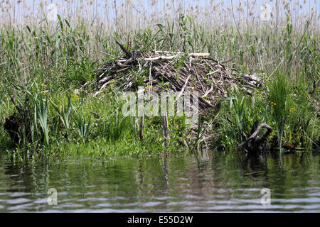 Beaver Lodge im Nationalpark Biebrza Sümpfe in Polen Stockfoto