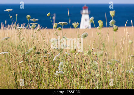 Cape Tryon Lighthouse, Prince Edward Island und Korn Feld.  Durch Queen Anne es Lace betrachtet. Stockfoto