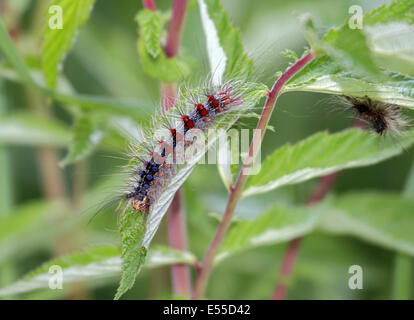 Schwammspinner Raupen in Polen Stockfoto