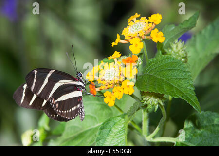 Südamerikanische [Zebra Longwing] Schmetterlinge ernähren sich von Blütenpollen. Stockfoto