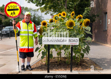 Lollipop-Mann / Lutscher Lolli pop Mann / Lolly pop Mann und Sonnenblumen, in der Nähe einer Schule in Teddington. London UK. Stockfoto