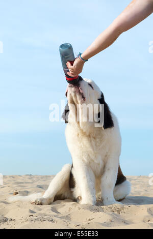 Hund Trinkwasser aus der Flasche im Sommer Stockfoto