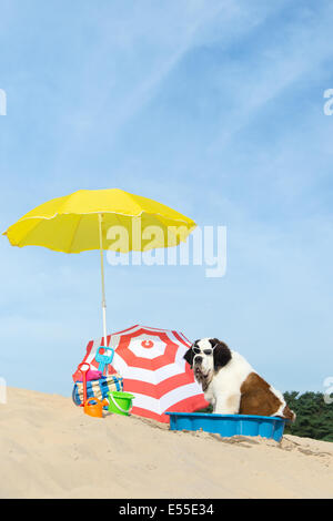 Lustiger Hund ist eine Kühlung unten mit Wasser und Sonnenschirm am Strand im Sommer Stockfoto