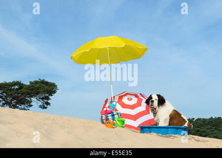 Lustiger Hund ist eine Kühlung unten mit Wasser und Sonnenschirm am Strand im Sommer Stockfoto