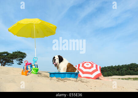 Lustiger Hund ist eine Kühlung unten mit Wasser und Sonnenschirm am Strand im Sommer Stockfoto